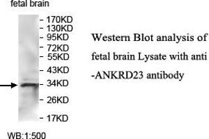 Image no. 1 for anti-Ankyrin Repeat Domain 23 (Ankrd23) antibody (ABIN1574703) (ANKRD23 anticorps)
