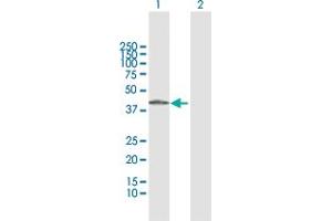 Western Blot analysis of ADH7 expression in transfected 293T cell line by ADH7 MaxPab polyclonal antibody.
