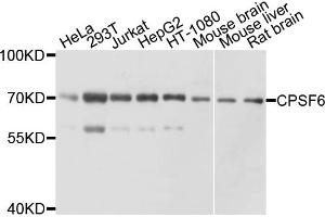 Western blot analysis of extracts of various cell lines, using CPSF6 antibody (ABIN4903368) at 1:1000 dilution. (CPSF6 anticorps)