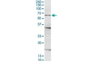 CSGALNACT2 MaxPab rabbit polyclonal antibody.