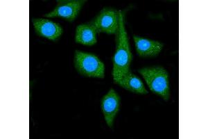IF analysis of Hsp90 alpha using anti-Hsp90 alpha antibody (ABIN7602783).