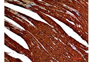 Immunohistochemistry (IHC) analysis of paraffin-embedded Mouse Heart, antibody was diluted at 1:200. (S100A1 anticorps)