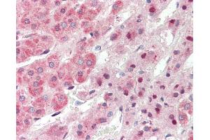 Anti-TRIM6 antibody IHC staining of human adrenal.