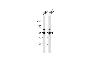 All lanes : Anti-ILF3 Antibody at 1:1000 dilution Lane 1: Hela whole cell lysates Lane 2: K562 whole cell lysates Lysates/proteins at 20 μg per lane. (Interleukin enhancer-binding factor 3 (ILF3) anticorps)
