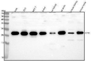 Western blot analysis of IDNK using anti-IDNK antibody (ABIN7602035).