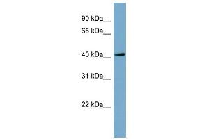 TSSK2 antibody used at 1 ug/ml to detect target protein. (TSSK2 anticorps  (Middle Region))