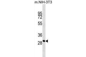 Western Blotting (WB) image for anti-THAP Domain Containing 11 (THAP11) antibody (ABIN2914323) (THAP11 anticorps)