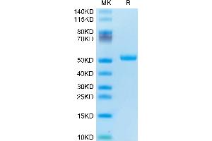 Human TRAIL R2 on Tris-Bis PAGE under reduced condition.