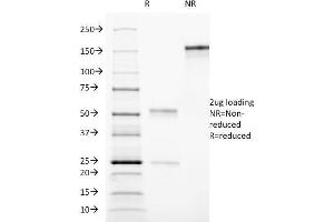 SDS-PAGE Analysis Purified CD90 Mouse Monoclonal antibody (AF-9). (CD90 anticorps)