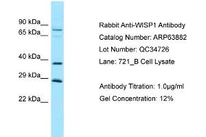 Western Blotting (WB) image for anti-WNT1 Inducible Signaling Pathway Protein 1 (WISP1) (Middle Region) antibody (ABIN2789653)