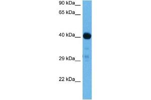 Host:  Rabbit  Target Name:  SMAD9  Sample Tissue:  Mouse Skeletal Muscle  Antibody Dilution:  1ug/ml