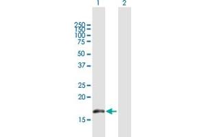 Western Blot analysis of BUD31 expression in transfected 293T cell line by BUD31 MaxPab polyclonal antibody. (BUD31 anticorps  (AA 1-144))