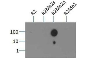 Dot Blot of Rabbit Histone H3 [Asym-dimethyl Arg2] Antibody. (Histone 3 anticorps  (H3R2me2a))