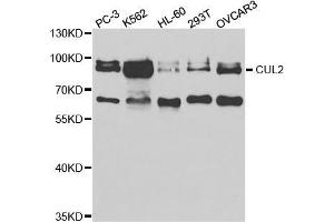 Western blot analysis of extracts of various cell lines, using CUL2 antibody (ABIN5973054) at 1/1000 dilution. (Cullin 2 anticorps)