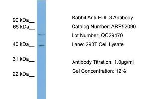 WB Suggested Anti-EDIL3  Antibody Titration: 0. (EDIL3 anticorps  (N-Term))