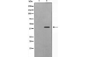 Western blot analysis on Jurkat cell lysate using ATG4B Antibody,The lane on the left is treated with the antigen-specific peptide. (ATG4B anticorps  (Internal Region))