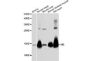 Western blot analysis of extracts of various cell lines, using MB antibody (ABIN5973184) at 1/1000 dilution. (MB anticorps)