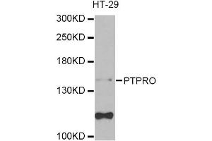 Western blot analysis of extracts of HT-29 cells, using PTPRO Antibody (ABIN5975272) at 1/1000 dilution.