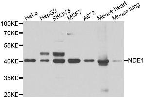 Western blot analysis of extracts of various cell lines, using NDE1 antibody. (NDE1 anticorps  (AA 1-110))