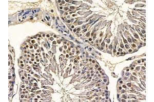 EIF6 Mouse Monoclonal Antibody at 1/100 staining rat testis tissue by IHC-P. (EIF6 anticorps  (C-Term))