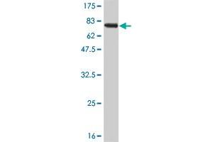 Western Blot detection against Immunogen (67. (RAGE anticorps  (AA 23-404))