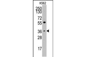 Western blot analysis of anti-THPO Pab in K562 cell line lysates (35ug/lane) (Thrombopoietin anticorps  (C-Term))