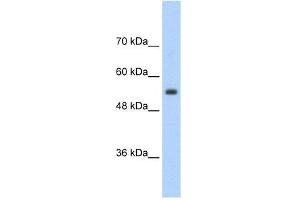 SLC13A3 antibody used at 2.