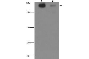 Western blot analysis of Cytotactin C expression in (1)Human fetal brain lysate,(2)Human fetal kidney lysate.