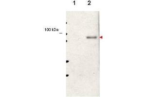 Western blot using  affinity purified anti-Stat5 pY694 antibody shows detection of phosphorylated Stat5 (indicated by arrowhead at ~91 kDa) in NK92 cells after 30 min treatment with 1Ku of IL-2 (lane 2). (STAT5A anticorps  (pTyr694))