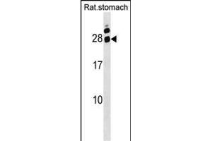 Rat Hoxa5 Antibody (C-term) (ABIN1536738 and ABIN2849956) western blot analysis in Rat stomach tissue lysates (35 μg/lane). (HOXA5 anticorps  (C-Term))