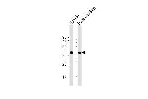 All lanes : Anti-SYP Antibody (C-term) at 1:8000 dilution Lane 1: human brain lysate Lane 2: human cerebellum lysate Lysates/proteins at 20 μg per lane.