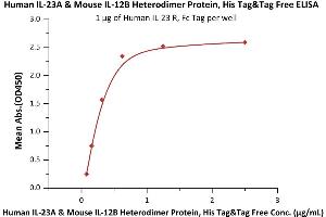 Immobilized Human IL-23 R, Fc Tag (ABIN6731281,ABIN6809891) at 10 μg/mL (100 μL/well) can bind Human IL-23A & Mouse IL-12B Heterodimer Protein, His Tag&Tag Free (6) with a linear range of 0. (IL12A & IL27B (AA 20-189) (Active) protein (His tag))