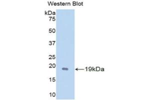 Western Blotting (WB) image for anti-Glial Cell Line Derived Neurotrophic Factor (GDNF) (AA 79-217) antibody (ABIN3209621) (GDNF anticorps  (AA 79-217))