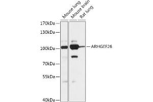 Western blot analysis of extracts of various cell lines, using  antibody (ABIN7269968) at 1:1000 dilution.