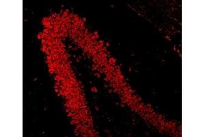 IF analysis of NeuN/Rbfox3 using anti-NeuN/Rbfox3 antibody (ABIN7601068). (NeuN anticorps  (AA 28-304))