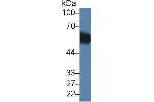 Western Blot; Sample: Mouse Liver lysate; Primary Ab: 1µg/ml Rabbit Anti-Mouse DBP Antibody Second Ab: 0.