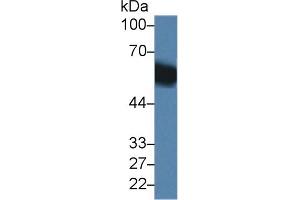Western Blot; Sample: Mouse Liver lysate; Primary Ab: 1µg/ml Rabbit Anti-Mouse DBP Antibody Second Ab: 0. (Vitamin D-Binding Protein anticorps  (AA 17-476))