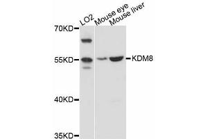 Western blot analysis of extracts of various cell lines, using KDM8 antibody (ABIN5998058) at 1:3000 dilution. (JMJD5 anticorps)