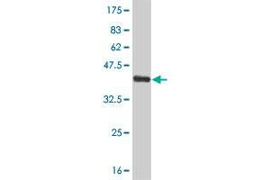 Western Blot detection against Immunogen (38.