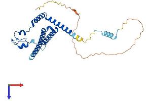 AlphaFold protein structure predicition of Human Recombinant MED8 Protein, UniprotID Q96G25
