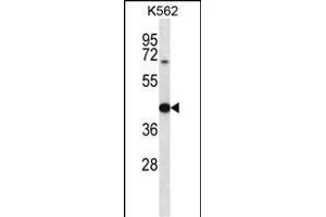 OXA1L Antibody (C-term) (ABIN656775 and ABIN2845994) western blot analysis in K562 cell line lysates (35 μg/lane). (OXA1L anticorps  (C-Term))
