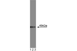 Western blot analysis of CD95 on a Daudi cell lysate (Human B lymphoblast, ATCC CCL-213).