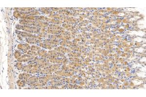 Detection of RLN3 in Rat Stomach Tissue using Monoclonal Antibody to Relaxin 3 (RLN3) (Relaxin 3 anticorps  (AA 1-140))