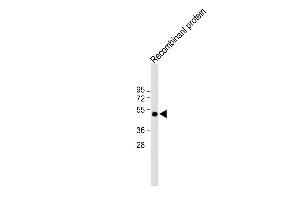 All lanes : Anti-His Tag Antibody at 1:2000 dilution Lane 1: 12-tag recombinant protein lysate Lysates/proteins at 20 μg per lane. (His Tag anticorps)