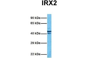 Host:  Rabbit  Target Name:  IRX2  Sample Tissue:  Human MCF7  Antibody Dilution:  1. (IRX2 anticorps  (Middle Region))