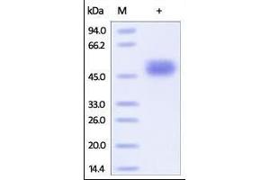 Human CD14, His Tag on SDS-PAGE under reducing (R) condition. (CD14 Protein (CD14) (AA 20-344) (His tag))