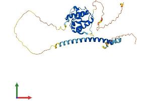 AlphaFold protein structure predicition of Mouse Recombinant Mapre2 Protein, UniprotID Q8R001