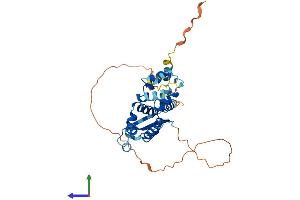 AlphaFold protein structure predicition of Human Recombinant DEDD2 Protein, UniprotID Q8WXF8