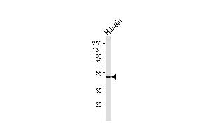 Western blot analysis of lysate from human brain tissue lysate, using KCNJ12 Antibody (C-term) (ABIN1537286 and ABIN2849233).