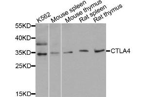 Western blot analysis of extracts of various cell lines, using CTLA4 antibody (ABIN5971094) at 1/1000 dilution. (CTLA4 anticorps)